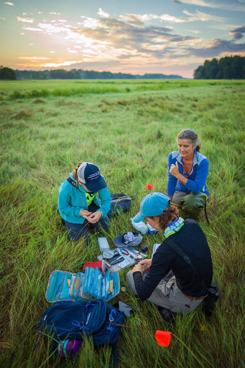 黎明时分，三位研究人员坐在盐沼里，观察盐沼麻雀，准备研究设备