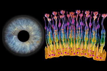 An image showing the retinal photoreceptors (left) and an image of the retina (right)