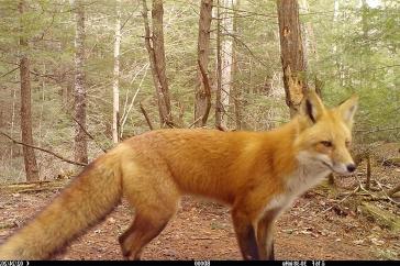 在新罕布什尔州，一只红色的狐狸被相机捕捉到