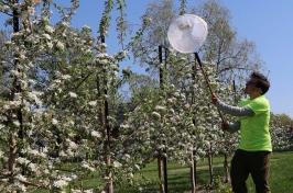 在第一张照片中，研究员Shyloe Favreau在新罕布什尔州的苹果园里捕捉蜜蜂.