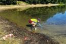 研究人员Christine Bunyon从Henniker的Keyser池塘收集蓝藻样本, 新汉普郡. 